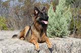 BERGER ALLEMAND 052